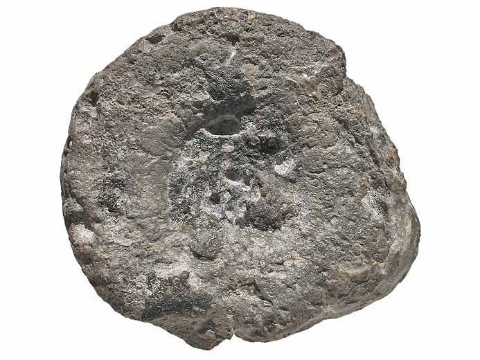 Vertbre fossile reptile jurassique Boulonnais