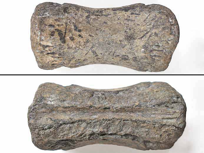 Vertbre fossile reptile jurassique Boulonnais