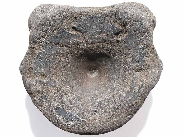 vertbre fossile Ophtalmosauridae jurassique Boulonnais