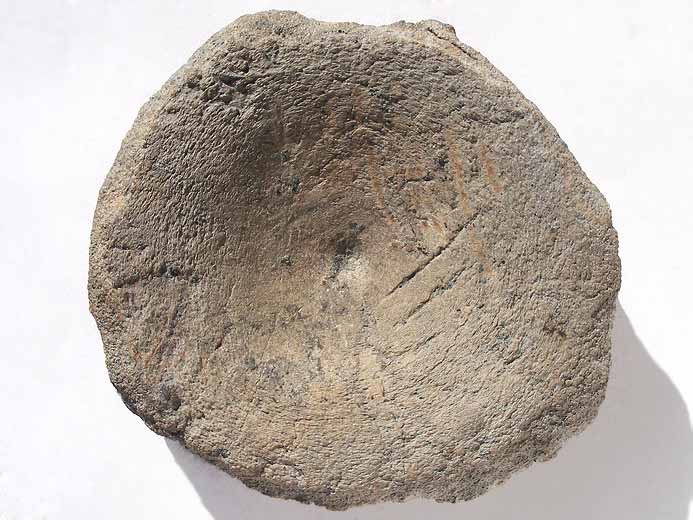 vertbre fossile Ophtalmosauridae jurassique Boulonnais
