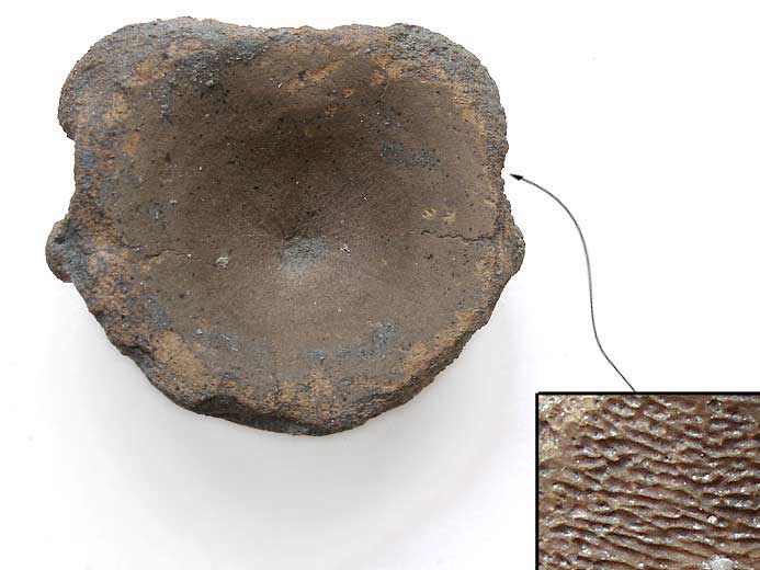Ophtalmosauridae vertbre fossile jurassique Boulonnais