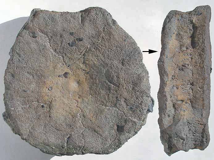 Vertbre fossile Ophtalmosauridae jurassique Boulonnais