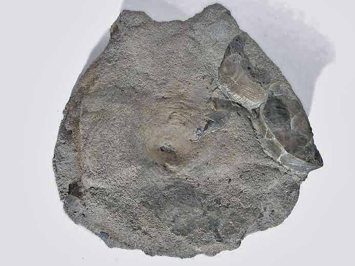 vertbre fossile Ophtalmosauridae jurassique Boulonnais