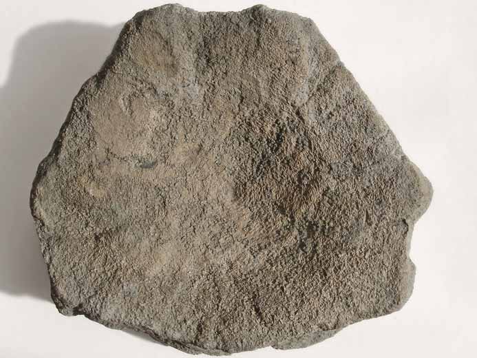 vertbre fossile Ophtalmosauridae jurassique Boulonnais