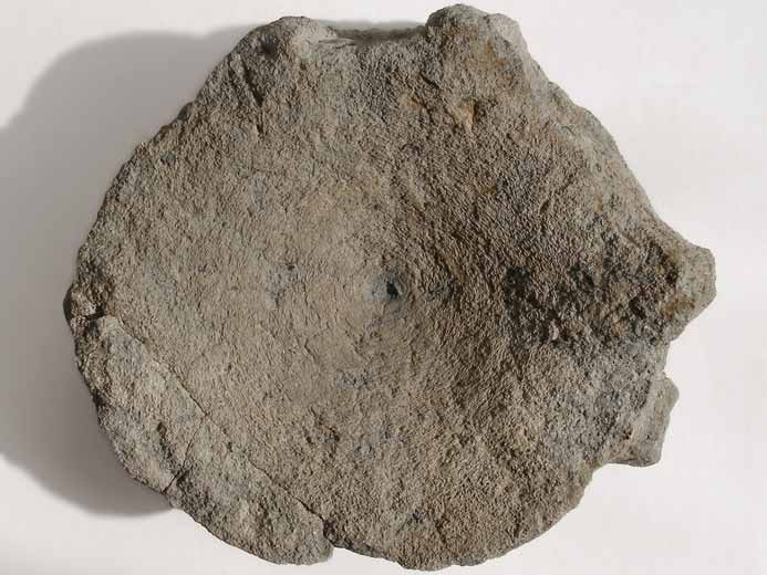 vertbre fossile Ophtalmosauridae jurassique Boulonnais