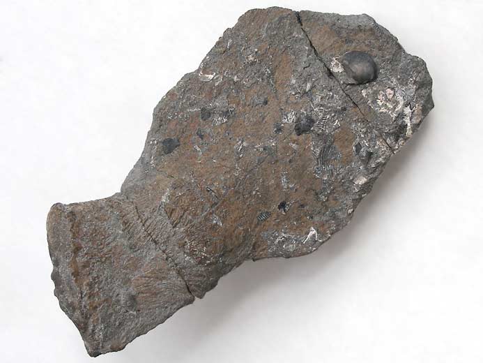 Arc neural fossile Ophtalmosauridae jurassique Boulonnais