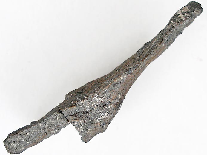 Arc neural fossile Ophtalmosauridae jurassique Boulonnais