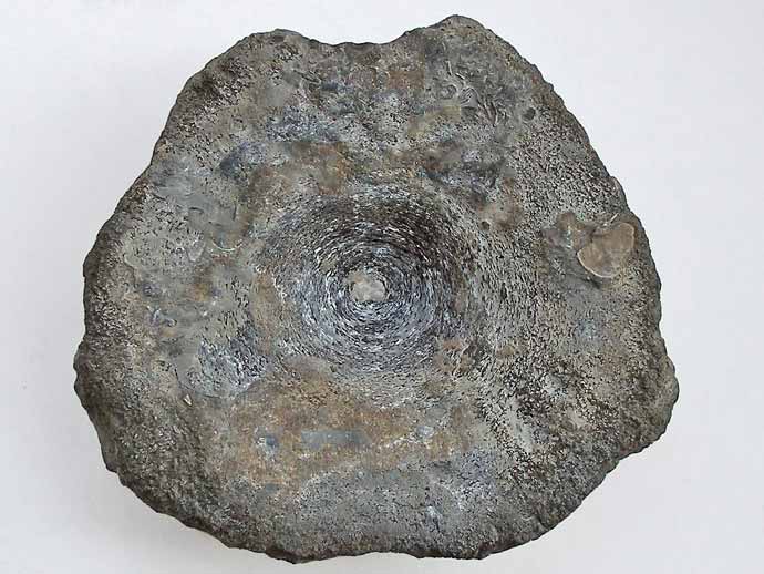 Ophtalmosauridae vertbre fossile jurassique Boulonnais