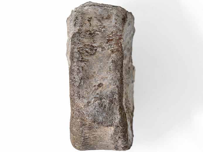 Ophtalmosauridae vertbre fossile jurassique Boulonnais