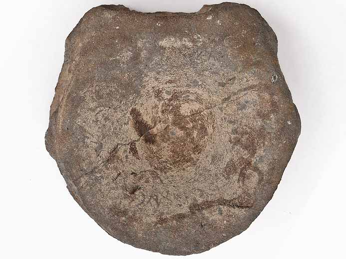 vertbre fossile Ophtalmosauridae jurassique Boulonnais