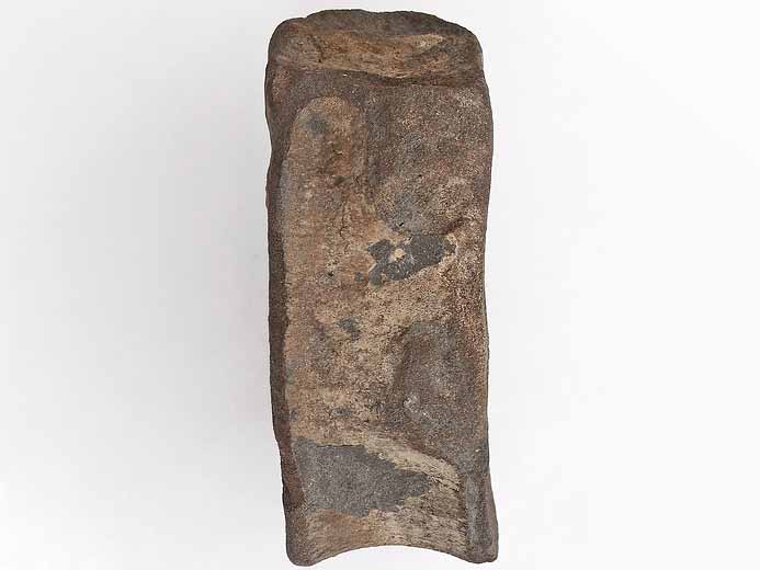 vertbre fossile Ophtalmosauridae jurassique Boulonnais