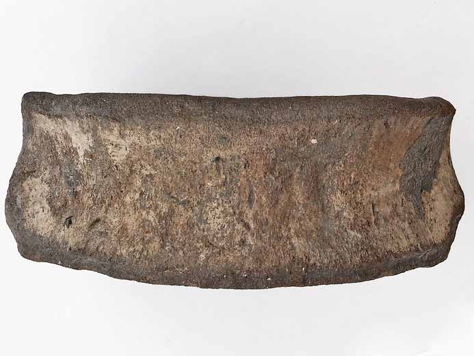 vertbre fossile Ophtalmosauridae jurassique Boulonnais
