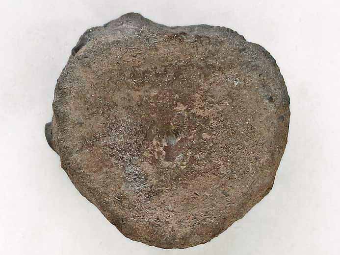 Ophtalmosauridae atlas et axis Vertbres fossile jurassique Boulonnais