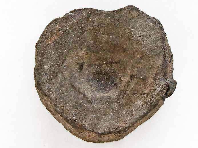 Ophtalmosauridae atlas et axis Vertbres fossile jurassique Boulonnais