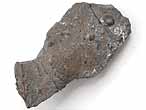 Arc neural fossile d'Ichthyosauriens du jurassique Boulonnais