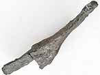 Arc neural fossile d'Ichthyosauriens du jurassique Boulonnais