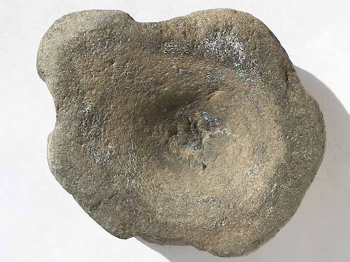Vertbre tratologique fossile Ophtalmosauridae jurassique Boulonnais
