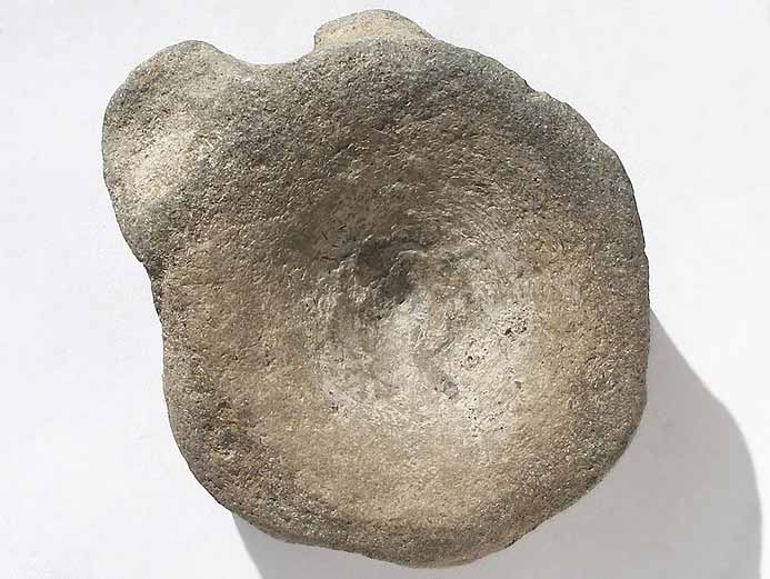 vertbre tratologique fossile Ophtalmosauridae jurassique Boulonnais