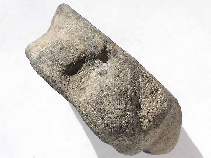 vertbre tratologique fossile Ophtalmosauridae jurassique Boulonnais