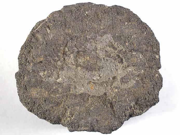 vertbre de Sauroptrygien tratologique fossile du jurassique Boulonnais