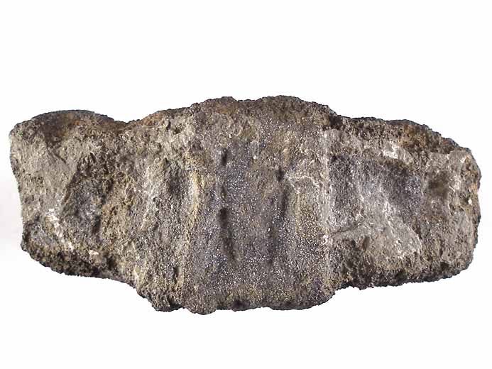 vertbre de Sauroptrygien tratologique fossile du jurassique Boulonnais
