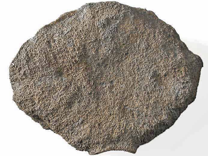vertbre de Sauroptrygien tratologique fossile du jurassique Boulonnais