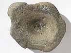 Vertebres fossiles d'Ichthyosauriens du jurassique Boulonnais