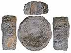 vertbre d'Ophtalmosaure insolite jurassique Boulonnais