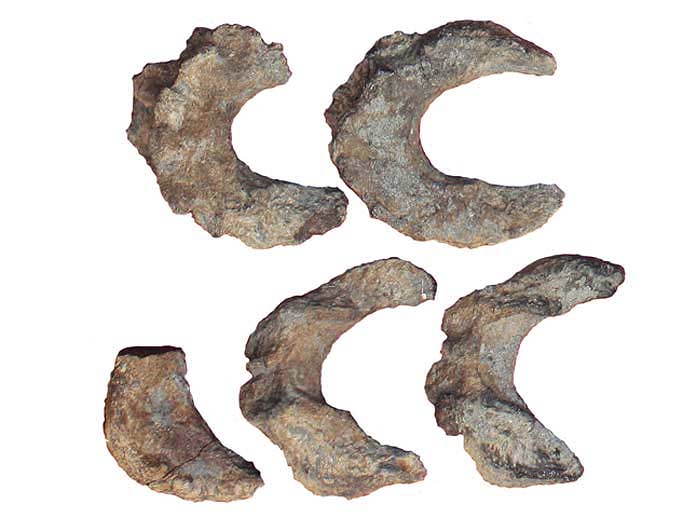 Poisson Amiiformes fossile du Boulonnais: vertbre, Collection P.TITREN