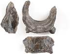 vertbre de Caturidae fossile du jurassique Boulonnais