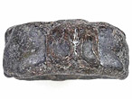 Vertbre fossile de Poisson Pachycormiformes du jurassique Boulonnais