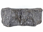 Vertbre fossile de Poisson Pachycormiformes du jurassique Boulonnais