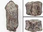 Vertbre fossile de Poisson Pachycormiformes du jurassique Boulonnais