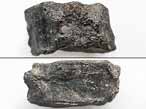 Vertbre fossile de Poisson Pachycormiformes du jurassique Boulonnais