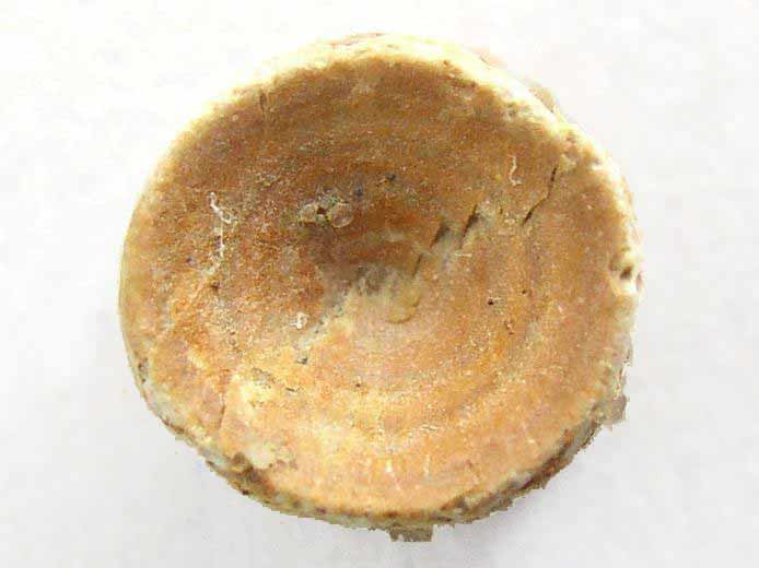 Chimre : vertbre fossile jurassique Boulonnais