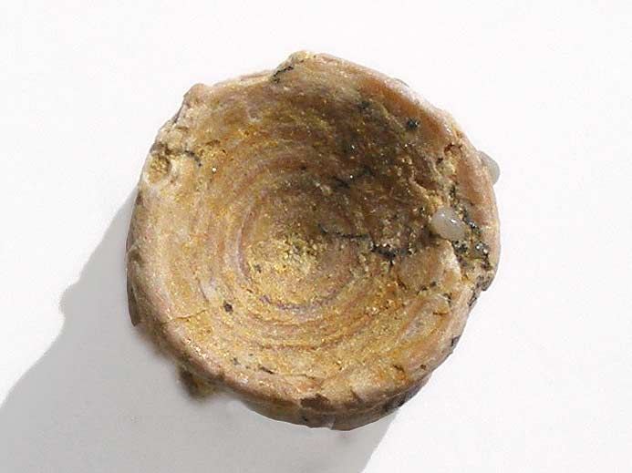 Chimre : vertbre fossile jurassique Boulonnais