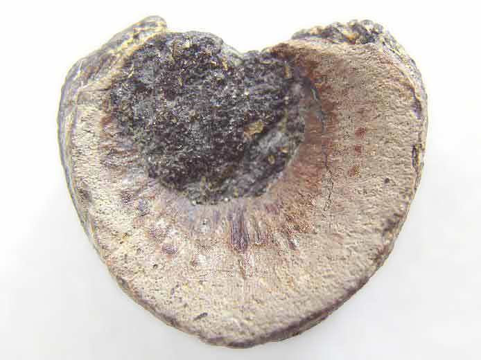 image vertbre Poisson fossile jurassique Boulonnais