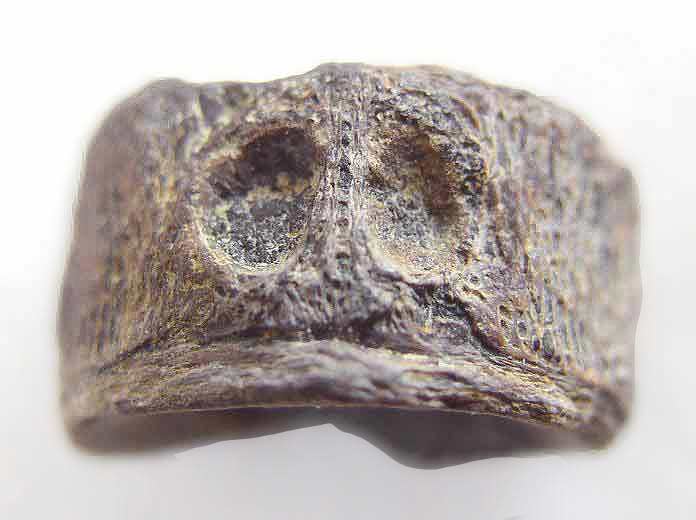 Vertbre Poisson fossile jurassique Boulonnais