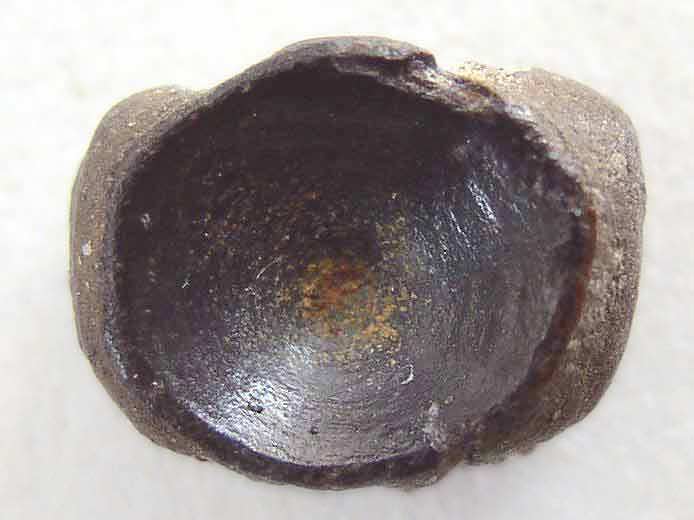 Vertbre Poisson fossile jurassique Boulonnais