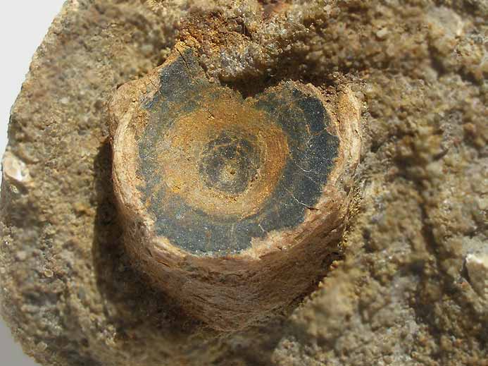 Chimre : vertbre fossile urassique Boulonnais