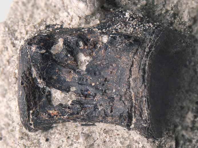 Vertbre Poisson fossile jurassique Boulonnais