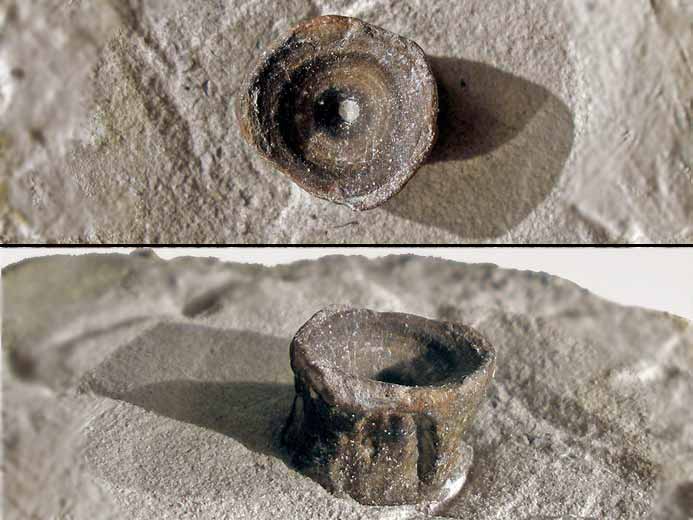 Vertbre Poisson fossile jurassique Boulonnais