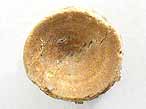 Vertebre fossile de Chimre du jurassique Boulonnais