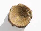 Vertebre fossile de Chimre du jurassique Boulonnais