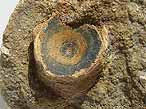 Vertebre fossile de Chimre du jurassique Boulonnais