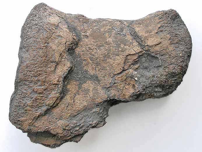 vertbre fossile de Ptrosaurien jurassique boulonnais