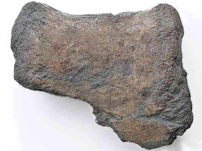 vertbre fossile de Ptrosaurien jurassique boulonnais