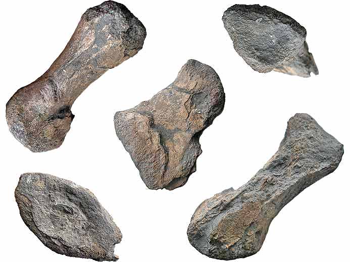 vertbre fossile de Ptrosaurien jurassique boulonnais