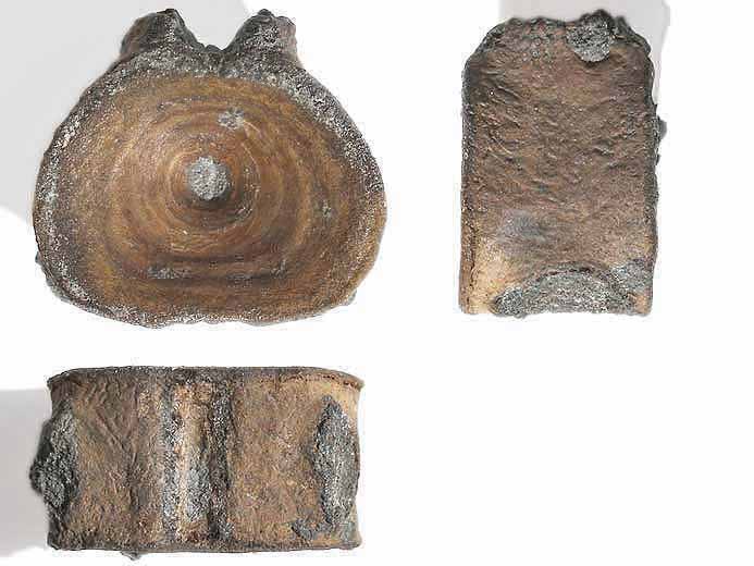 Raie : vertbre de Poisson fossile jurassique Boulonnais