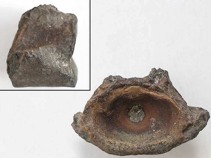 Raie : vertbre de Poisson fossile jurassique Boulonnais